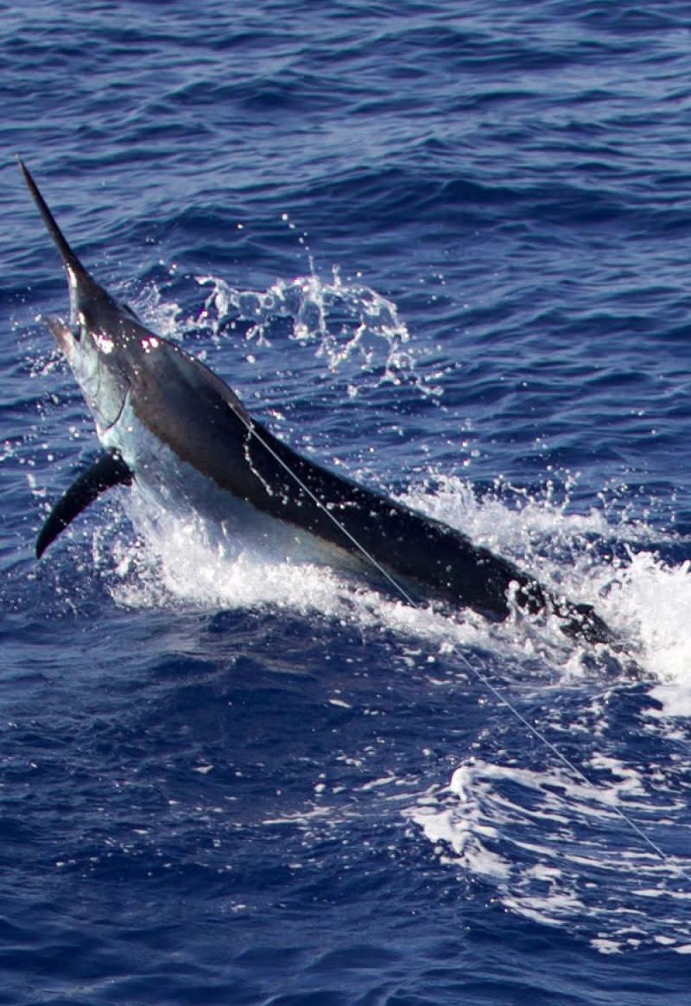 game-fishing-madeifra-07