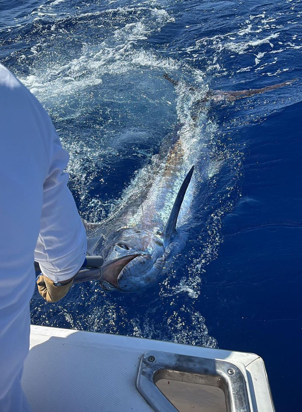 game-fishing-madeifra-06