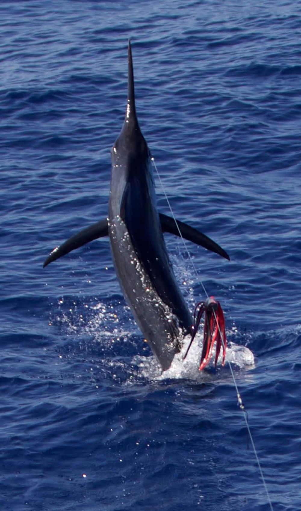 game-fishing-madeifra-05