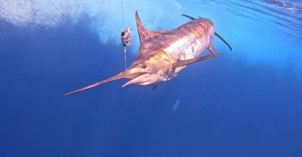 game-fishing-madeifra-03