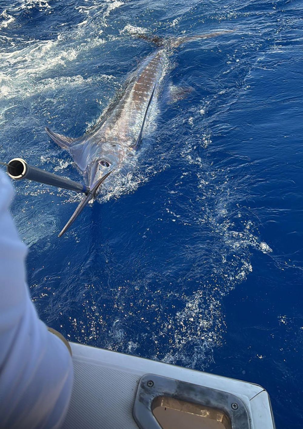 game-fishing-madeifra-10